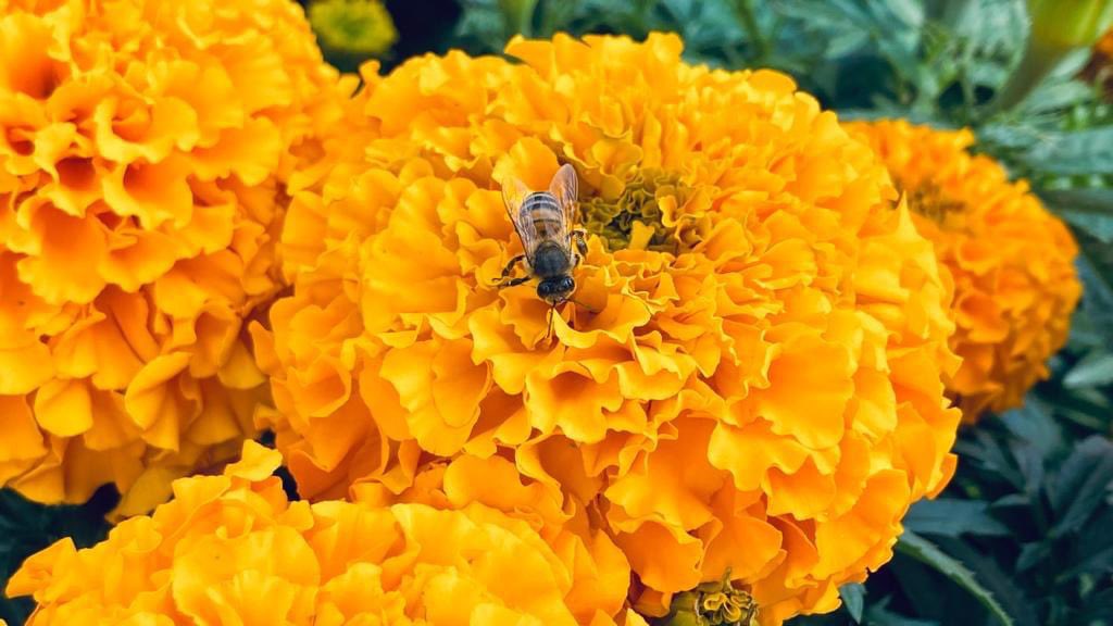 FernandoRubioQ_'s tweet photo. La renivelación de las parcelas que hicimos a través de nuestra #DGCORENADR @SEDEMA_CDMX permitió la reactivación de 40 unidades de producción, como la de Freddy, quien tiene casi 150 mil plantas de #Cempasúchil listas para esta celebración del #DíaDeMuertos https://t.co/oZ7IEB0lVA