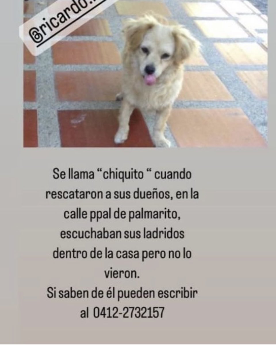 MarianelaSasso's tweet photo. ⁦@FRAENKELE⁩ ⁦@PerroUsuario⁩ , urgente se necesita rescatar a Chiquito , Maracay . https://t.co/eNP5uHXRk1