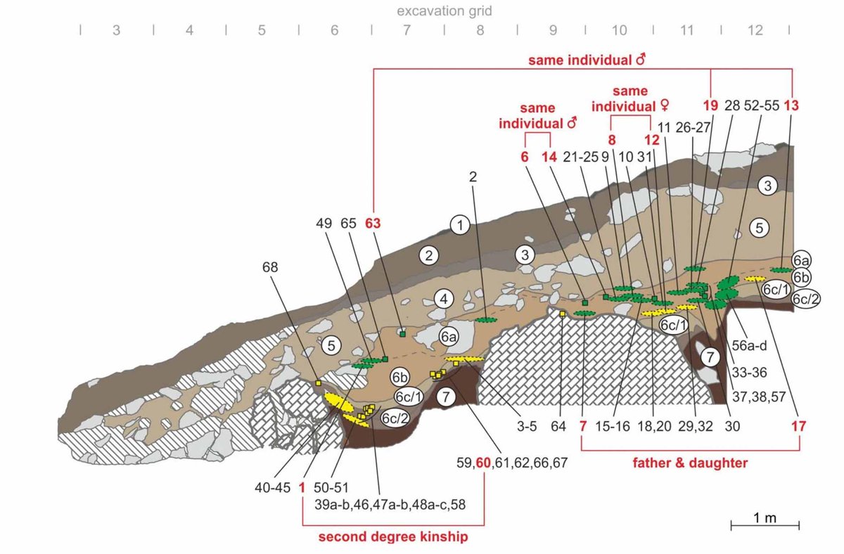 Fascinating study by @SkovLaurits and many collaborators uncovers the kin relations among Neandertals from Chagyrskaya Cave, Russia, based on DNA from their bone fragments and teeth. This figure is bananas: tiny remnants of father and daughter 2 m apart. nature.com/articles/s4158…