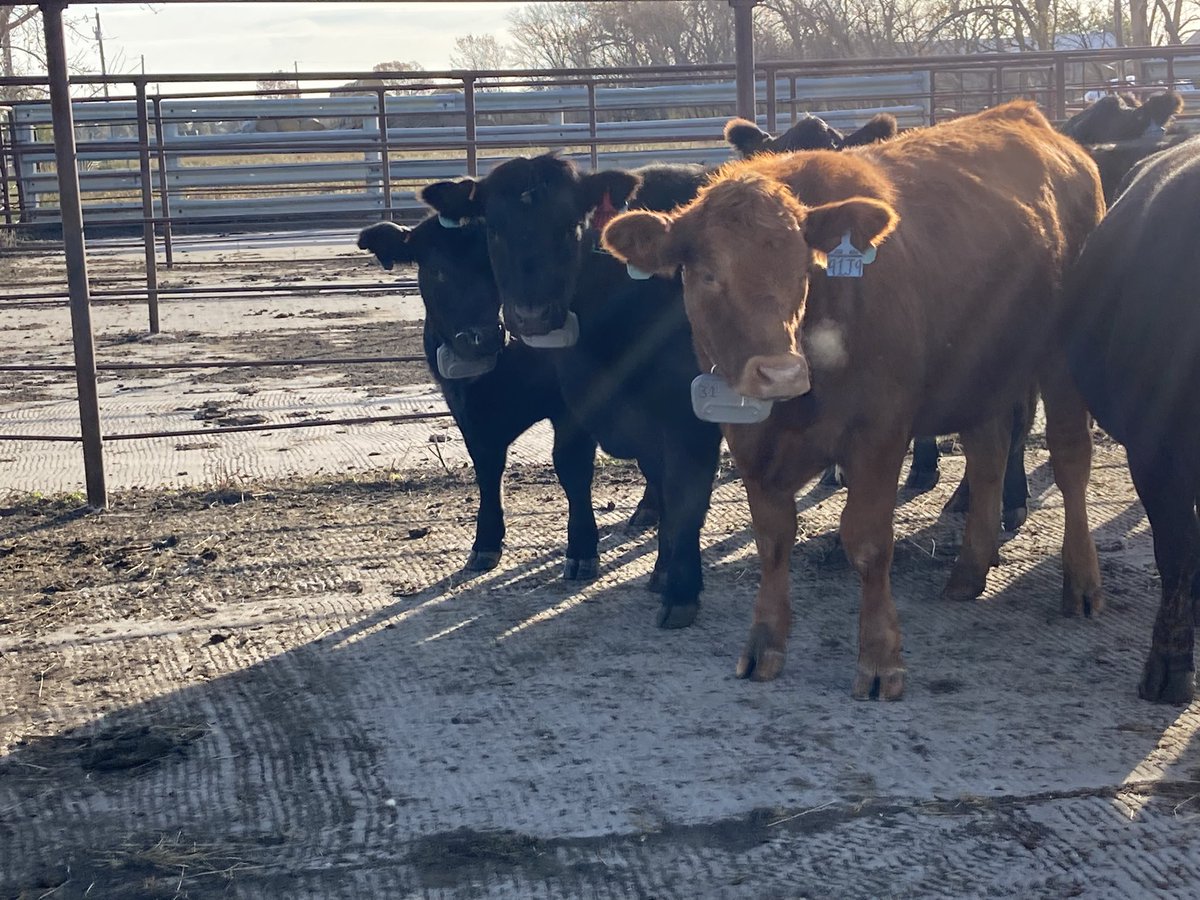 Our virtual fence system is up and running! <a href="/NDSUansc/">NDSU Department of Animal Sciences</a> faculty <a href="/NDSUcattle/">Zac Carlson</a> and I are looking forward to piloting this technology with the support of the <a href="/NDAgExpStation/">NDSU AgExpStation</a>.