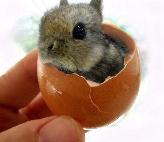 RabbitEveryHour's tweet photo. https://t.co/f2grZz2obT