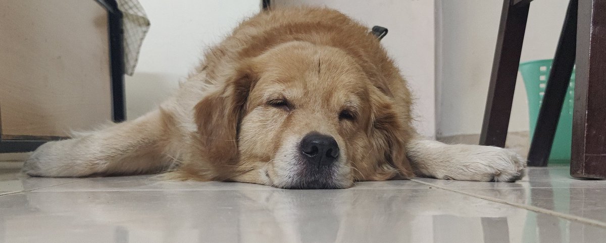 indian_soldier's tweet photo. Murphy is still single because he snores! 
🙄🙄😔😔
शुभ रात्रि साथी भारतीयों l
Jai Hind 🇮🇳🇮🇳 https://t.co/K0nkLJ2j50