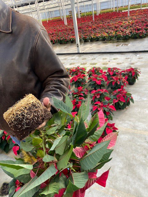 BellNursery's tweet photo. It’s beginning to look a lot like the holidays, everywhere we look at our farm in Paris, Kentucky. A sea of gorgeous red &amp; green. Great job team Bell! #Bellholidays2023 #Bellsbeautifulblooms @brettguthrie8 @brianfrombell @rmathis333_rick https://t.co/03NK8Nltyx