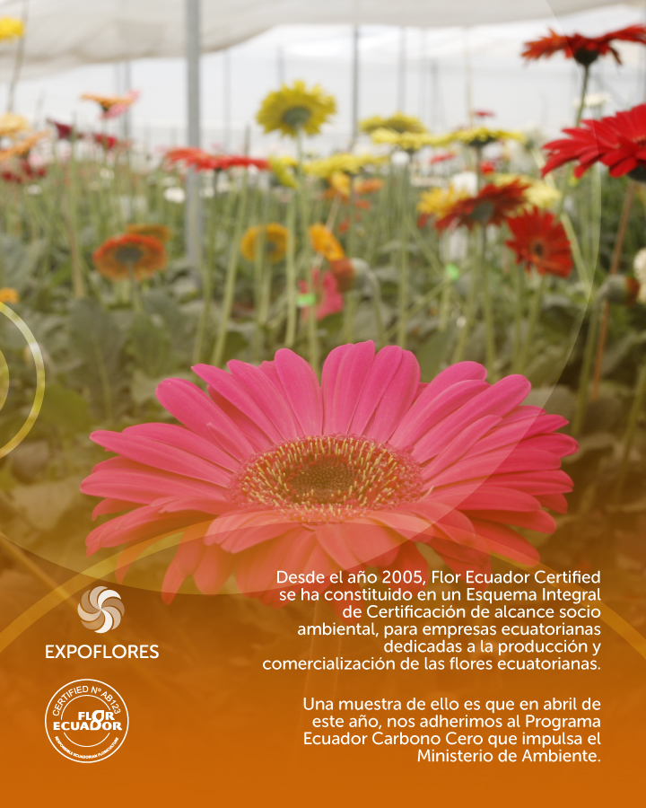 Expoflores tweet media