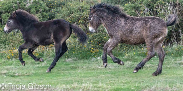 exmoormare's tweet photo. And here are some images from yesterday’s 21mile #exmoorpony check for #ExmoorDay - no prizes for guessing it’s the colt foal who has enjoyed a mudbath 😂🤣@ExmoorNP @EPS_exmoorpony @exmoorsociety #dunkery https://t.co/1eYEmiLCWA