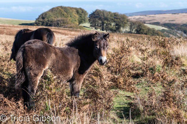 exmoormare's tweet photo. And here are some images from yesterday’s 21mile #exmoorpony check for #ExmoorDay - no prizes for guessing it’s the colt foal who has enjoyed a mudbath 😂🤣@ExmoorNP @EPS_exmoorpony @exmoorsociety #dunkery https://t.co/1eYEmiLCWA