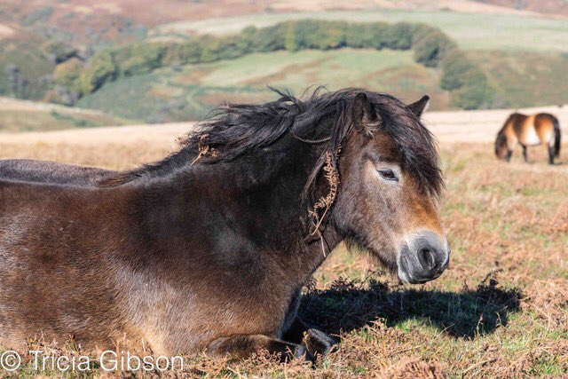 exmoormare's tweet photo. And here are some images from yesterday’s 21mile #exmoorpony check for #ExmoorDay - no prizes for guessing it’s the colt foal who has enjoyed a mudbath 😂🤣@ExmoorNP @EPS_exmoorpony @exmoorsociety #dunkery https://t.co/1eYEmiLCWA