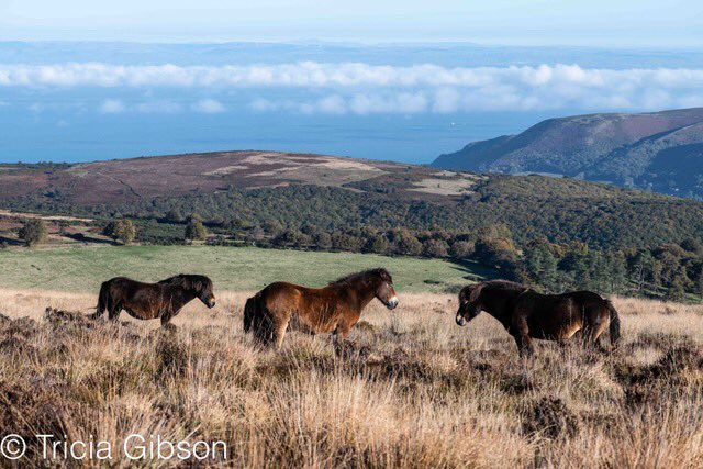 exmoormare's tweet photo. And here are some images from yesterday’s 21mile #exmoorpony check for #ExmoorDay - no prizes for guessing it’s the colt foal who has enjoyed a mudbath 😂🤣@ExmoorNP @EPS_exmoorpony @exmoorsociety #dunkery https://t.co/1eYEmiLCWA