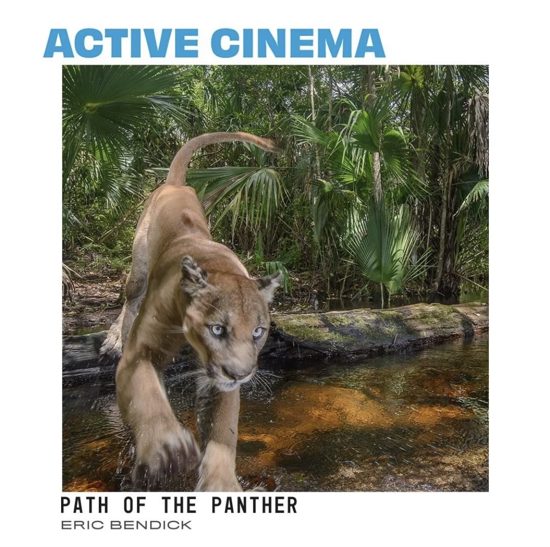 Wow! The <a href="/PathofPanther/">Path of the Panther</a> film won the Audience Award for Active Cinema <a href="/MVFilmFest/">Mill Valley Film Festival</a>. A massive thank you to the #MVFF45 community for this great honor. <a href="/Bendicci/">Eric Bendick</a> <a href="/maliabyrtus/">Malia Byrtus</a> <a href="/CarltonWard/">Carlton Ward Jr</a> <a href="/redfordcenter/">The Redford Center</a>  awardswatch.com/tar-wins-mill-…