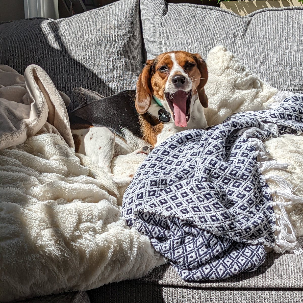BauerTheBeagle's tweet photo. @JoJoFromJerz Is this a trick question? https://t.co/Re4MG8xABc