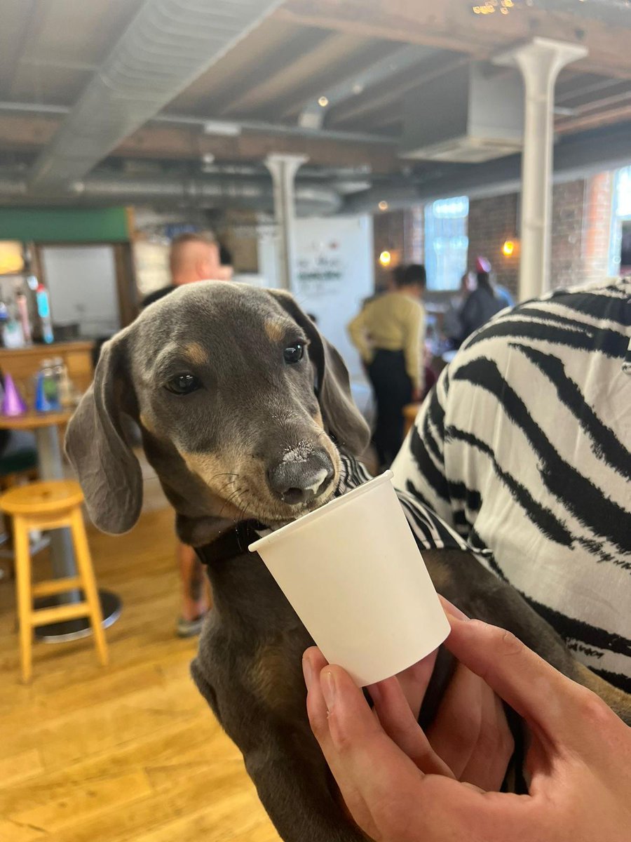 Pulmonary hypertension dog tweet media