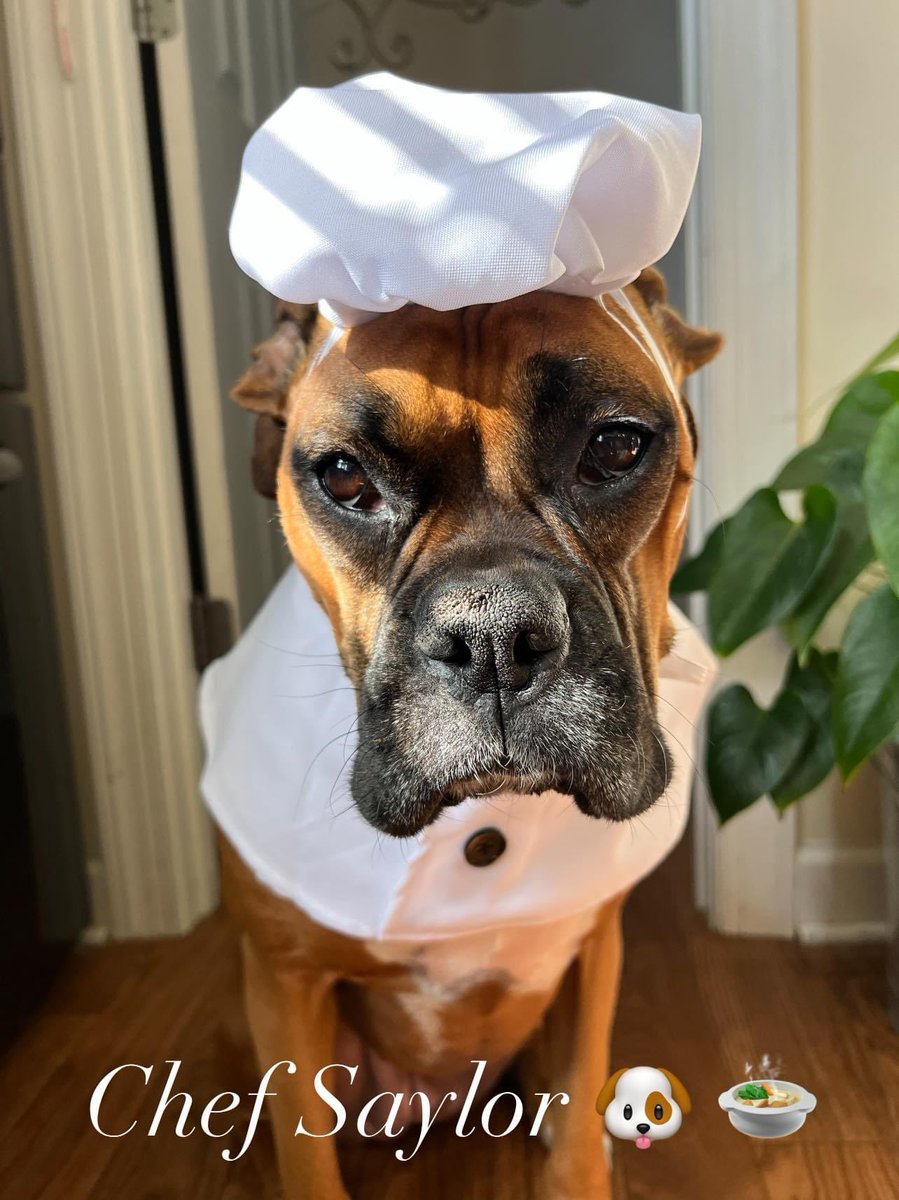 KarynMarinella's tweet photo. Now she’s really ready to be an assistant in the kitchen  #ChefSaylor 🐶🍲 #mamashelper #boxerproblems https://t.co/oETXI0ZlJG