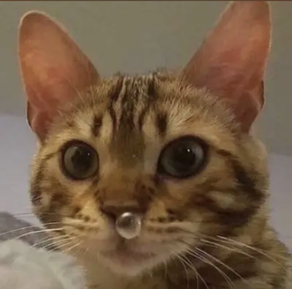 Bon, qu'est-ce que je fais de ce compte Twitter maintenant