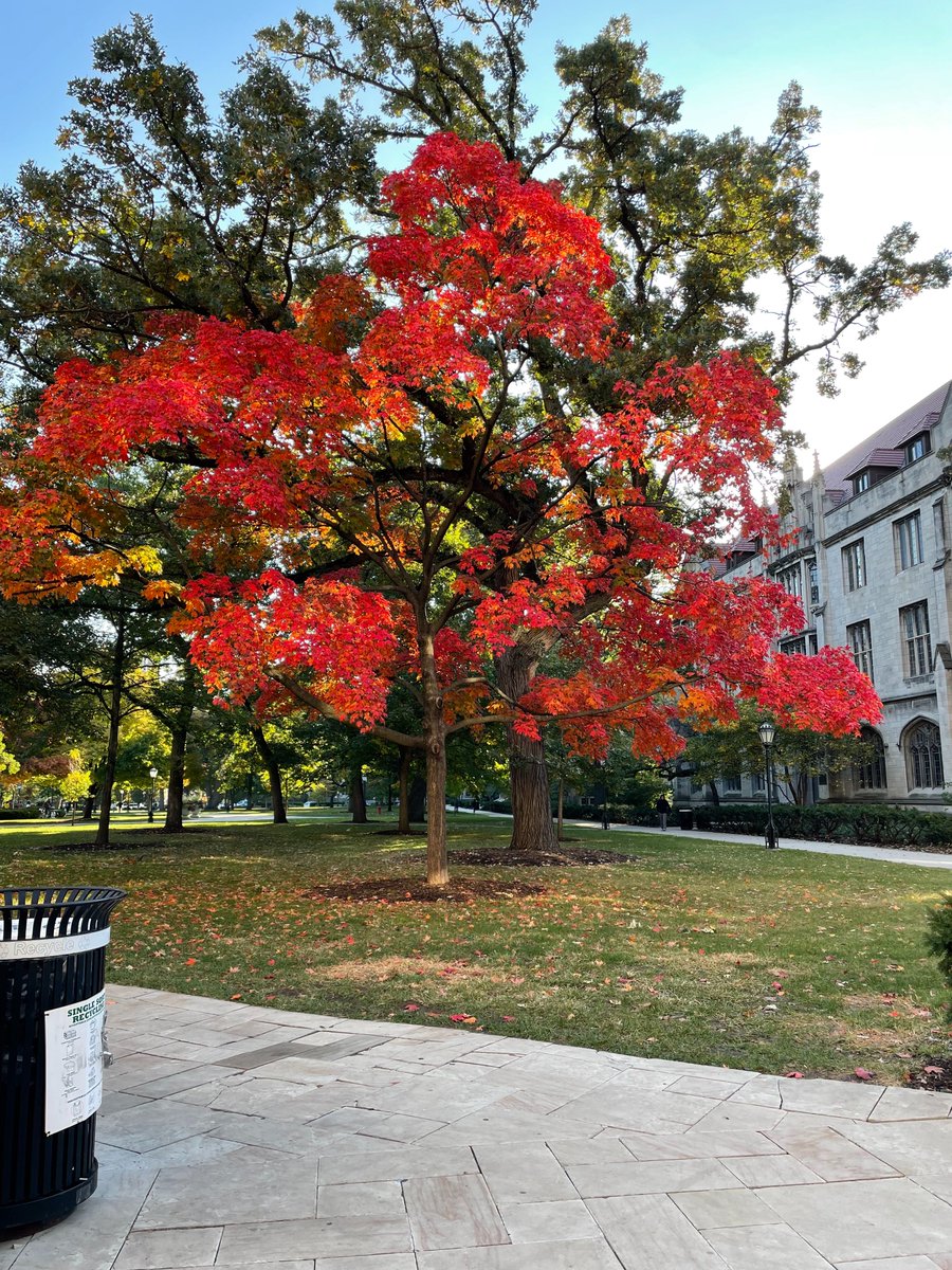 Katie Lee (@cathryntlee) on Twitter photo Work with us and you too could be spending your commute wondering what your favorite tree is on campus!! <a href="/jaykoyner/">Jay Koyner</a> This is mine Work with us and you too could be spending your commute wondering what your favorite tree is on campus!! <a href="/jaykoyner/">Jay Koyner</a> This is mine