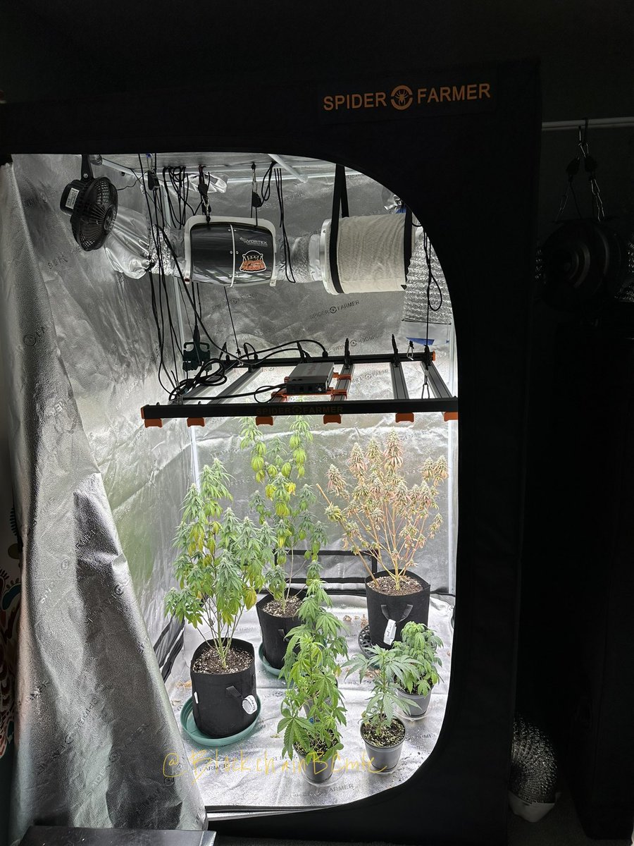 BlockchainBCmte's tweet photo. Today’s check of our #SpiderFarmer4X4GrowTent 🏕 with an #se5000 
#cannabiscommunity #mmemberville #weedmob #growyourown #stonerfam #420life #spiderfarmerLED 🕷 @blazedRTs #LEDgrowsItAll #indoorgarden @spiderfarmerled @sme_rt #microgrow https://t.co/aoArryMdOn