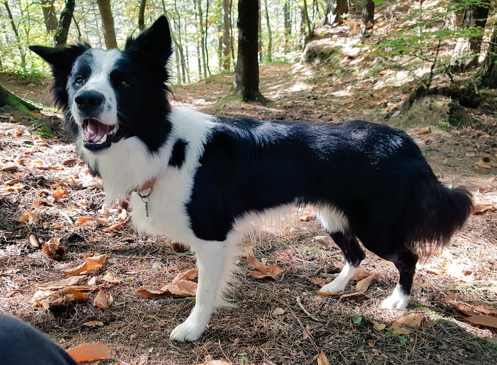 Chiara_Steel's tweet photo. Per #boschi a raccogliere #castagne 🌰🌰
#bc #bordercollie #DogsofTwittter #Dog https://t.co/lDmwiJxX5T