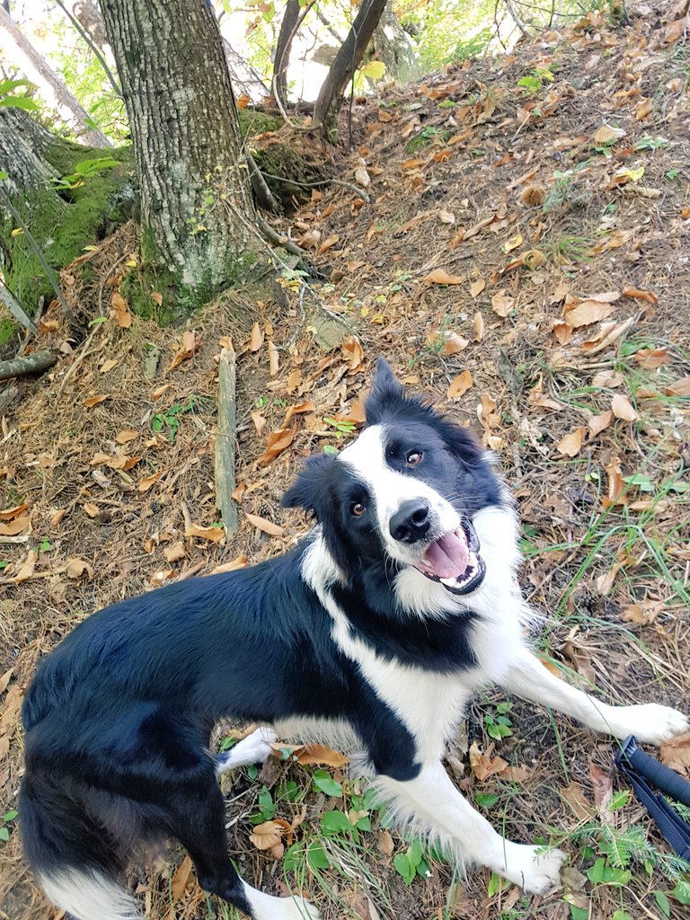 Chiara_Steel's tweet photo. Per #boschi a raccogliere #castagne 🌰🌰
#bc #bordercollie #DogsofTwittter #Dog https://t.co/lDmwiJxX5T