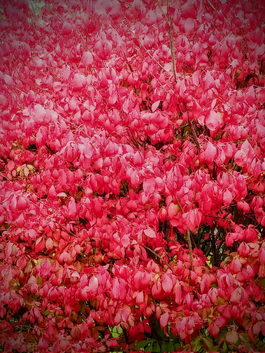 n_e_davis's tweet image. #PhotoADay2022
291/365
Fire
New York 2022