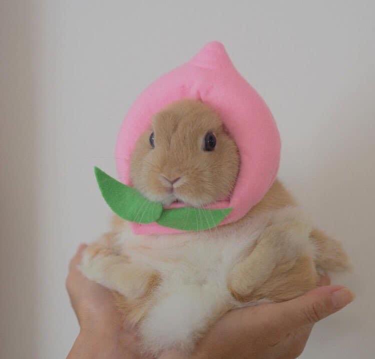 piinkibun's tweet photo. peach bunny https://t.co/PXqvh8Mtp8