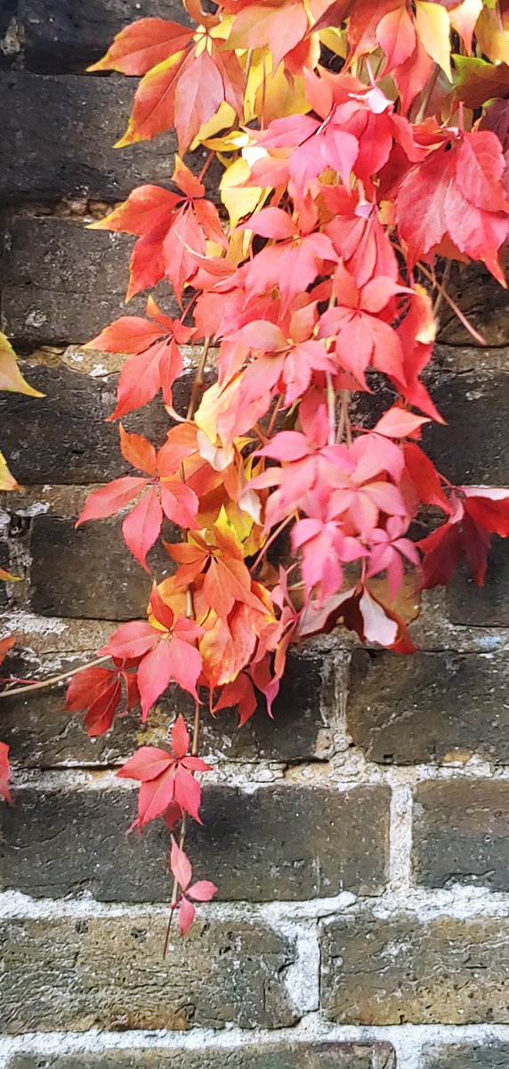 SwaleWeather's tweet photo. Looks really nice.
#Autumnfeel 😁 https://t.co/1dugj7rtgJ