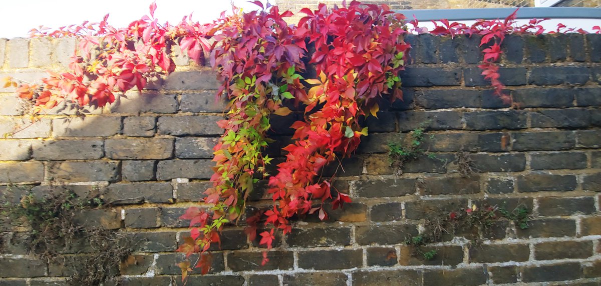 SwaleWeather's tweet photo. Looks really nice.
#Autumnfeel 😁 https://t.co/1dugj7rtgJ