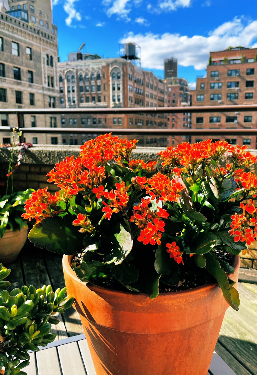 4BarryAnderson's tweet photo. Orange you glad it’s October?
🧡🪴🎃
#kalanchoe #deckplants #uws https://t.co/7g5Ui9Z24I