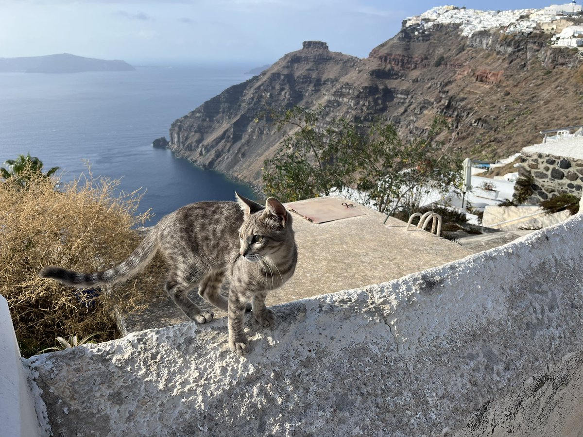 SeamountSusan's tweet photo. I couldn’t wait till Caturday to share more #CatsOfSantorini. I met this fellow along the caldera wall. #Caturday #Santorini #VolcanoCats https://t.co/Gx2YA7nEvV