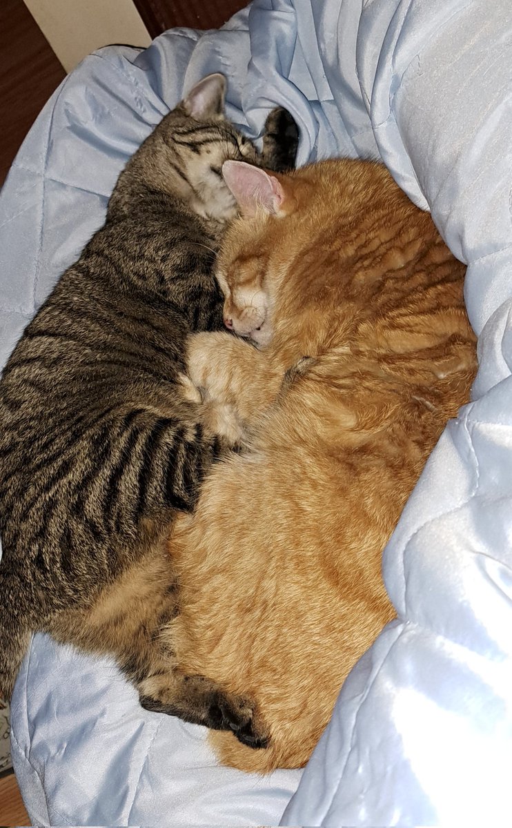 TinkerB32882250's tweet photo. #CatsOnTwitter #lazycats https://t.co/nV936sRVmR