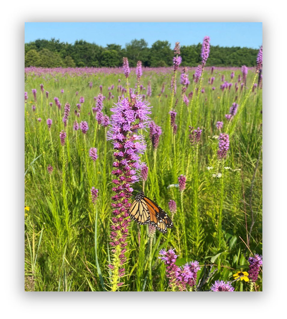 A $95,000 grant from Kirkpatrick Foundation to The Nature Conservancy of Oklahoma’s Pollinator campaign has resulted in the restoration and conservation of natural ecosystems vital to pollinator survival. #Oklahoma #nature #pollinators #conserve