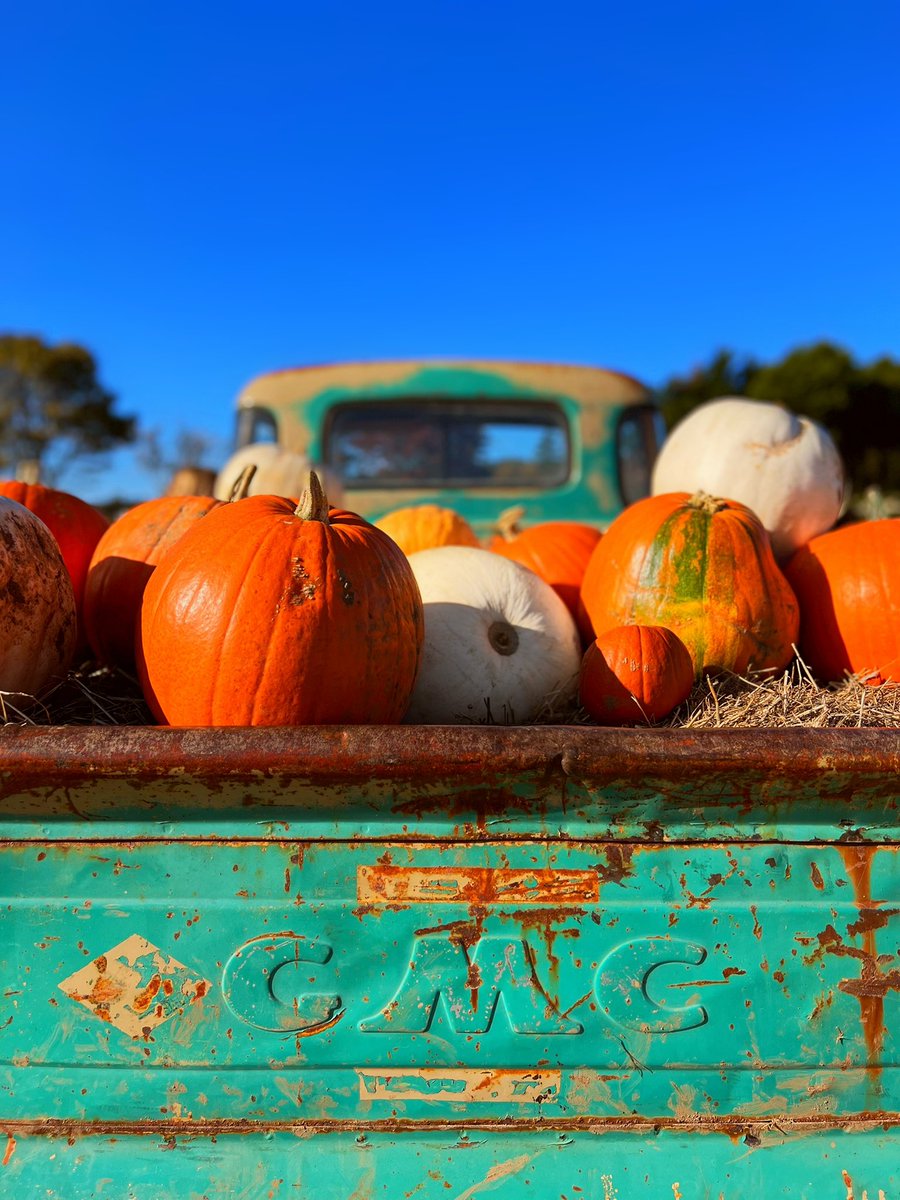 I can confirm that pumpkin picking is an excellent way to de-stress 😁🎃