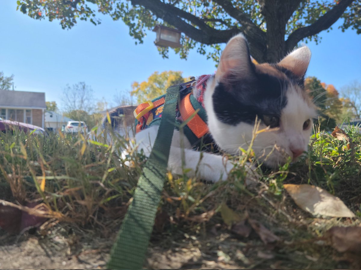 keykereon's tweet photo. The mighty grass hunter
#cat #calicocat #catharness #kitten https://t.co/ZwDqqSVcmr