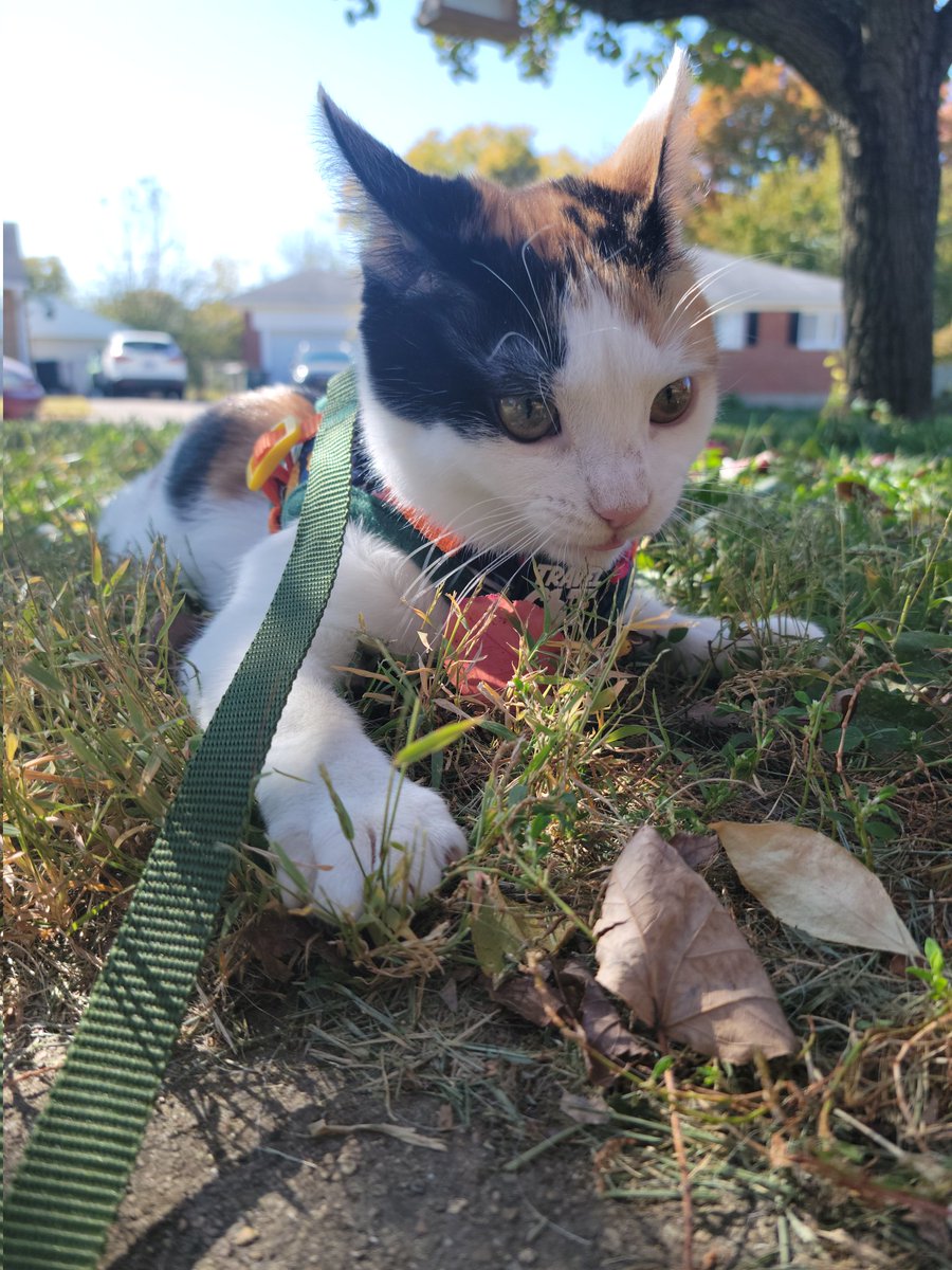 keykereon's tweet photo. The mighty grass hunter
#cat #calicocat #catharness #kitten https://t.co/ZwDqqSVcmr
