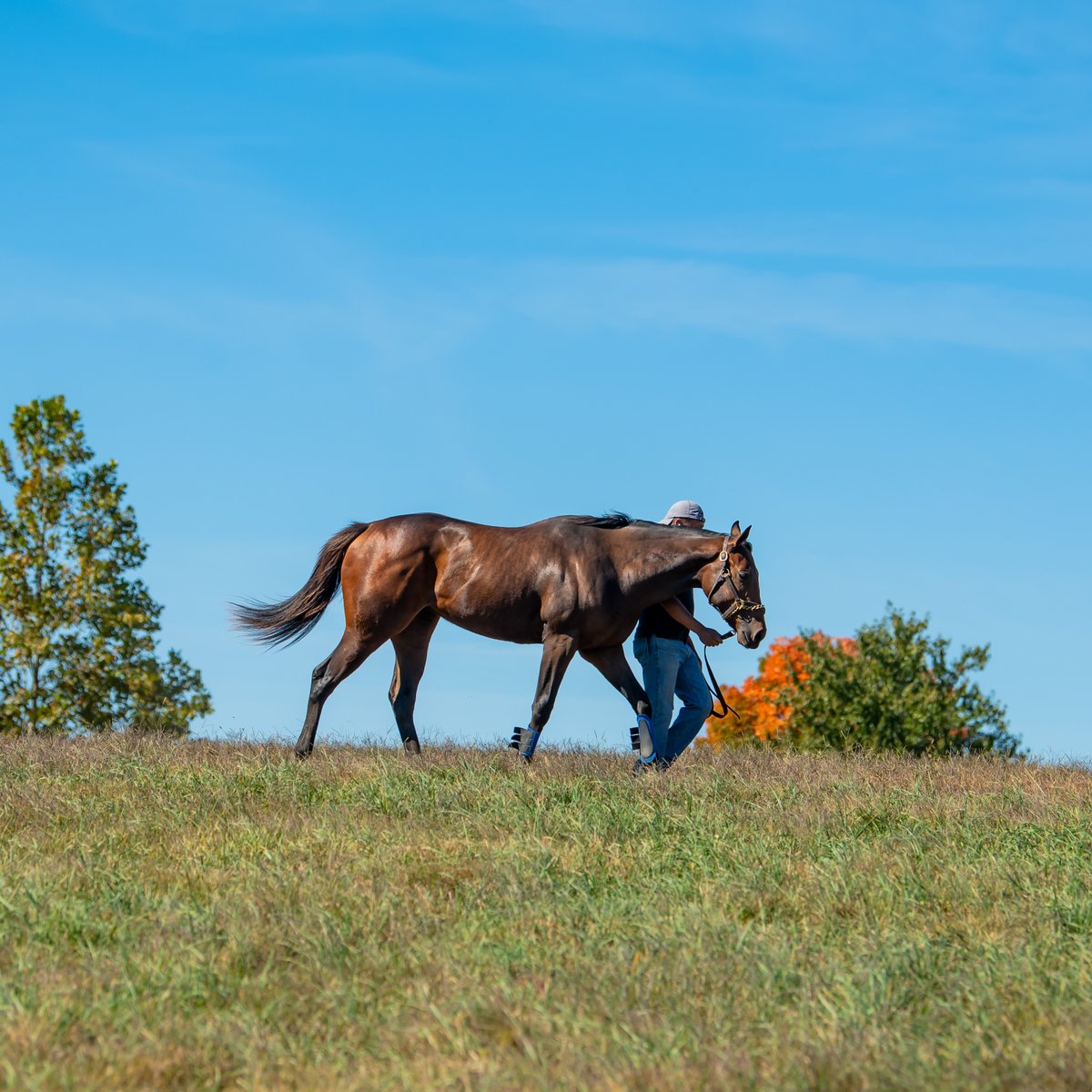 BluewaterSales's tweet photo. Before we sell Arrogate's Kentucky Oaks-winning daughter Secret Oath at @FasigTiptonCo November, we offer this lovely Arrogate filly as Hip 1260 at #FTOct.
The granddaughter of 2x G1W Champagne d'Oro is also a half-sister to SW Pico d'Oro. https://t.co/JzH4bAe6P6