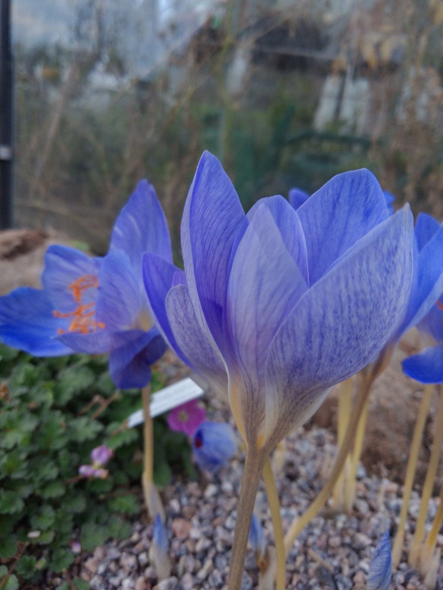 Beautiful autumn crocus, my phone makes them look a much brighter blue than they actually are
