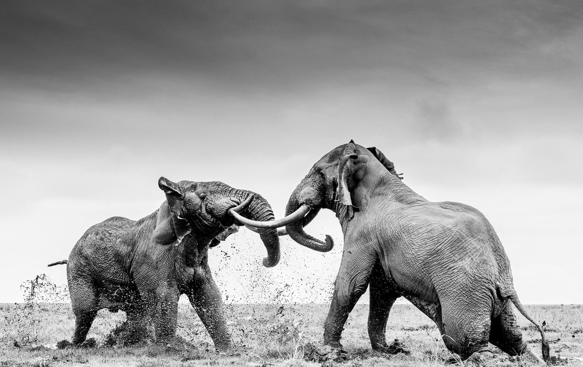 “It was without doubt the fiercest clash between elephants I’ve ever seen, and perhaps may never have a moment like it again.” - William Fortescue  

See ‘Rumble in the jungle’, in all its glory at our #TheArtOfSurvival exhibition, launching on Thursday 27th October.