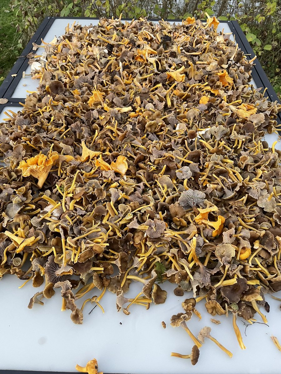 Hjälp! 
1. Någon i GBG-området som jobbar i kök på äldreboende, förskola, hvb-hem eller liknande och som vill ha gratis trattisar till soppa eller sås? 
2. Civilister kan byta mot en fulvinare/få gratis. Gråberget, Majorna, imorgon 20.00. 

Skicka DM.