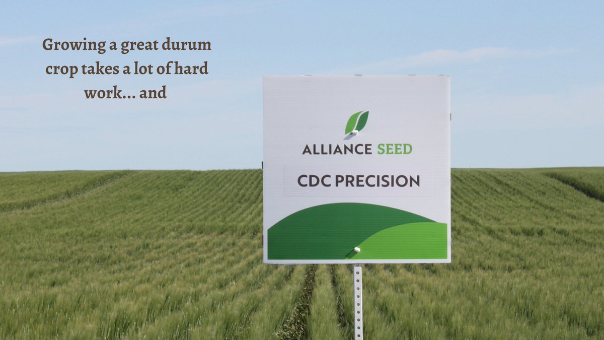 AllianceSeed's tweet photo. Our coveted CDC Precision is still  seeded yearly in the  fields of many hard-working Canadian Farmers, because we know raising a good #CWAD crop takes a lot of hard work, and #CDCPrecision. #westcdnag #durum https://t.co/T49T26rS1Q
