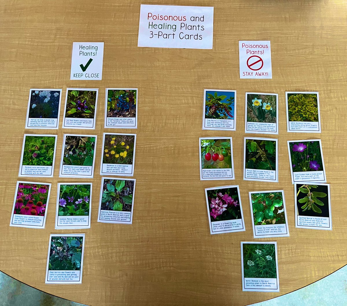Gr. 3s know we use plants for many different things like for food, medicine, to build shelter and furniture &amp; making clothing. 

Plants are helpful! 🪴 ✅

But some may be harmful. ❌ 

This is part of their adaptation!
