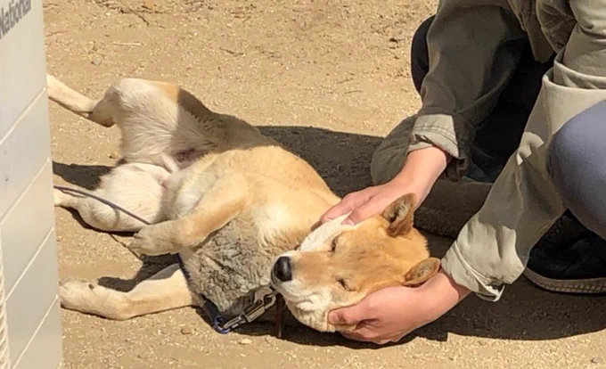 エネルギーを吸われる犬もあるぞ 