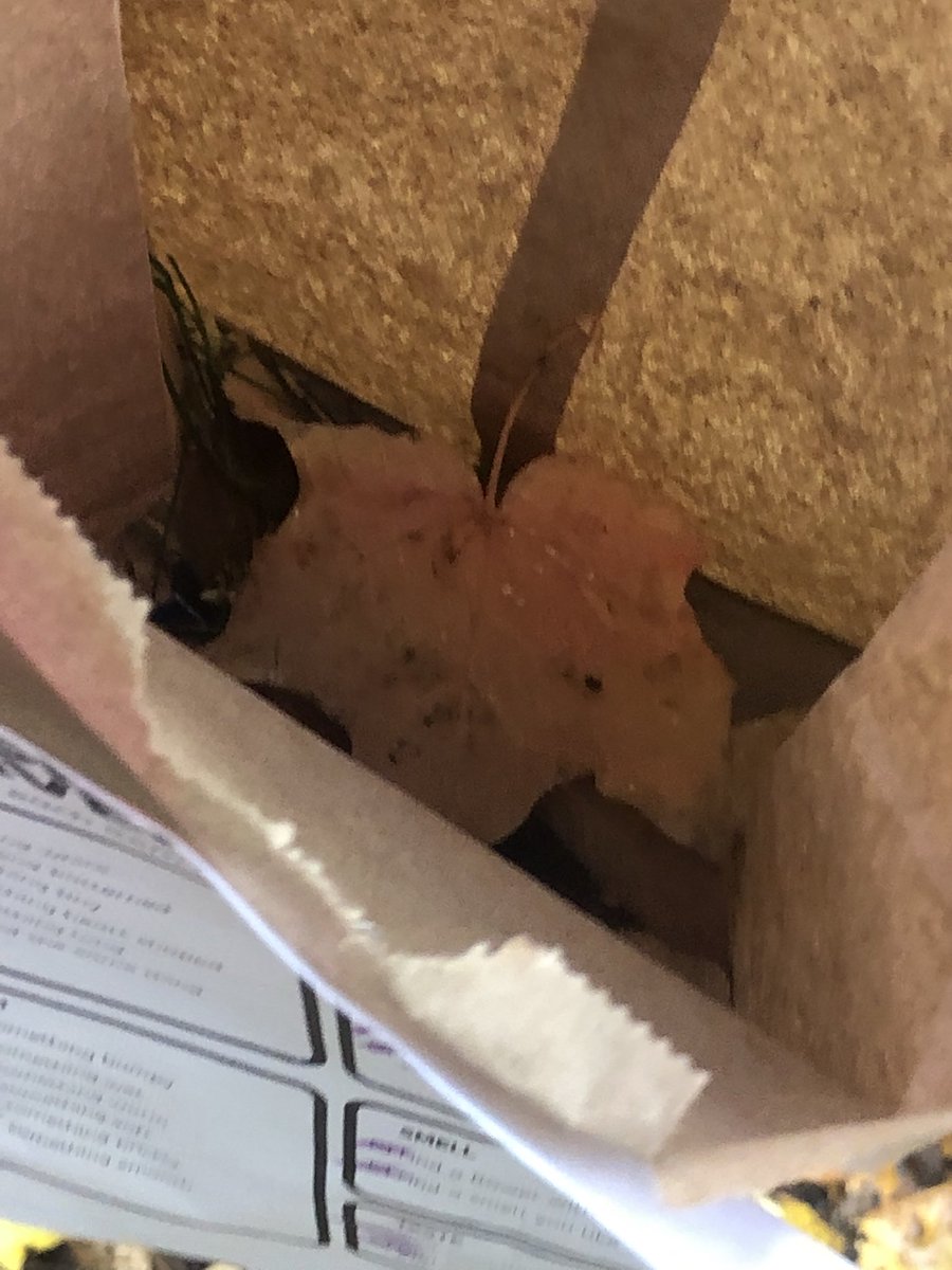 courtney tweet media