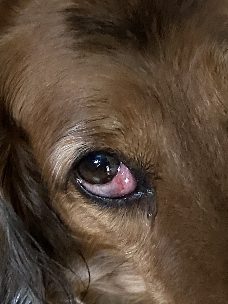 CSausagedogs's tweet image. Off to the vet ! Poor old man