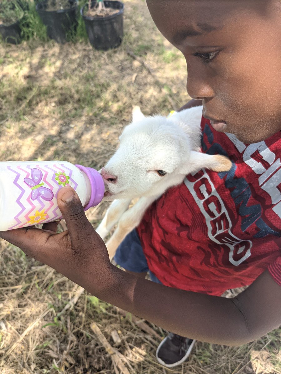 NOSHbyDecaille's tweet photo. Still my favorite photo from the kids on the farm. Grandson of @VIAlways4 #FoodSystems #visitStCroix https://t.co/5OQRI2pEuV