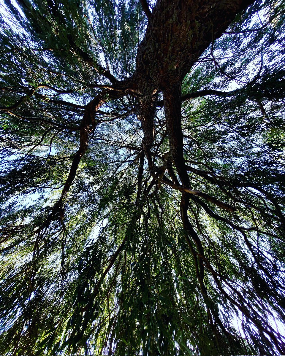 VFrankendael's tweet image. Schud je wilde manen los in Frankendael!