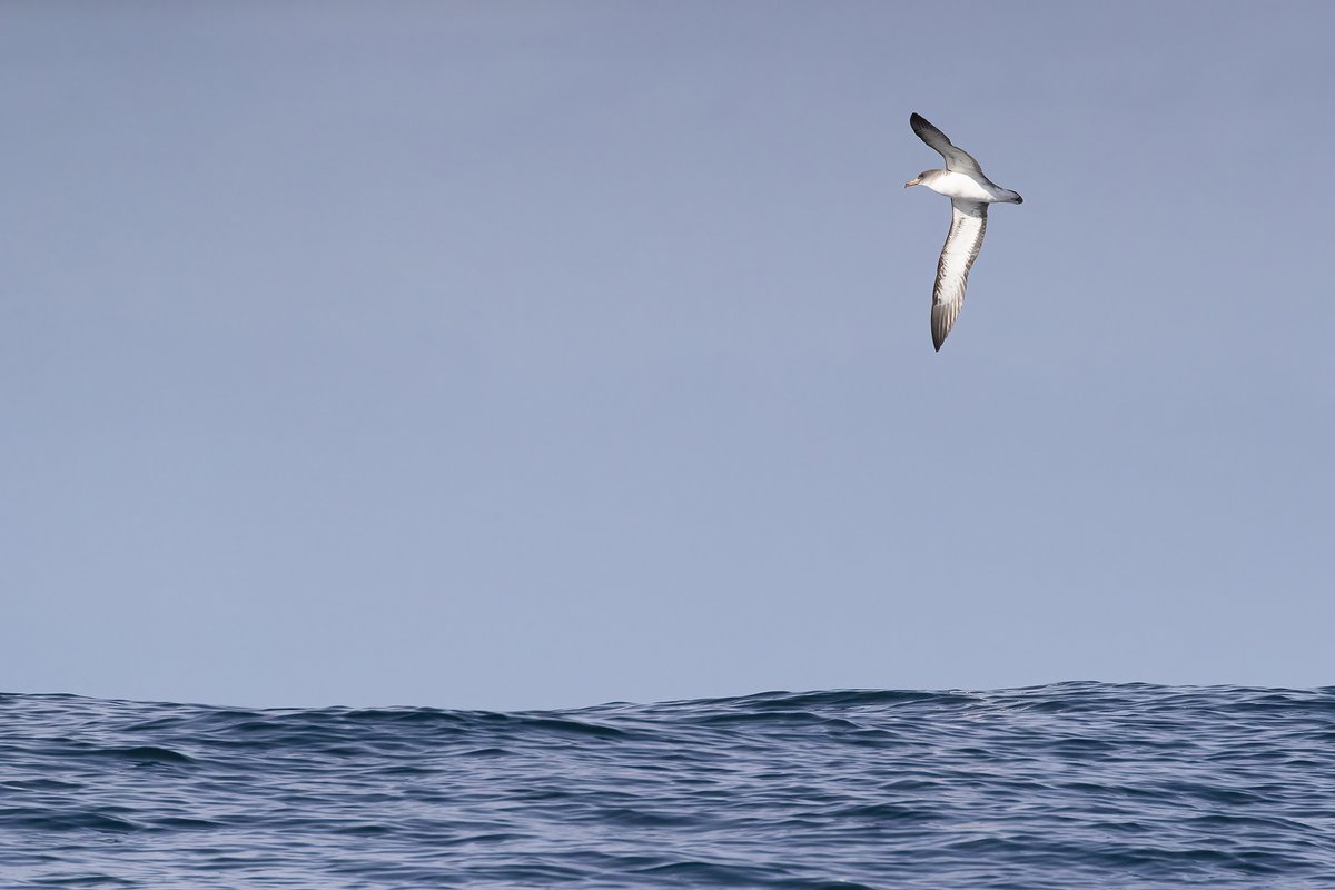 I can't get enough of these birds... #scilly #shearwaters @Scillypelagics