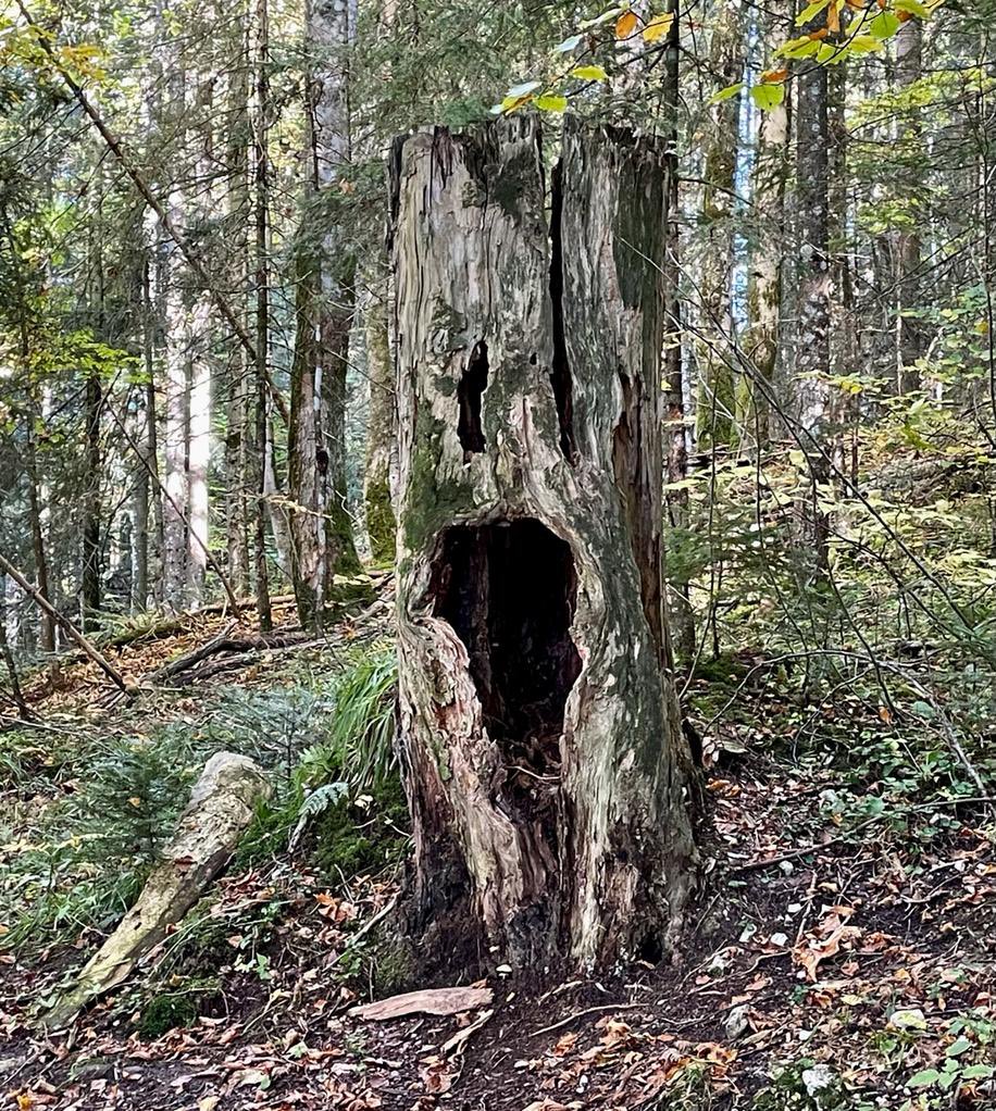 Innogreen2007's tweet photo. Zouden ze toch bestaan? Halloween in het bos lijkt al begonnen…
#innogreen #kunstindenatuur #Halloween https://t.co/vGvPNZSP64
