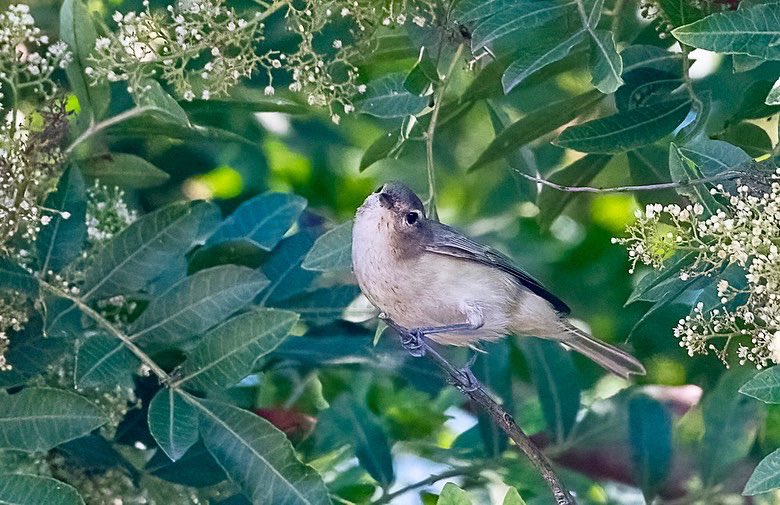 A migrating Warbling Vireo spent time in the garden yesterday. La Jolla, CA