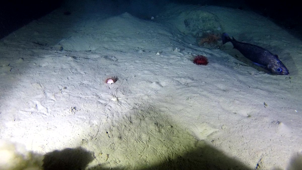 Stephen_D_Long's tweet photo. @ZSLScience working with @GCRC_GINR to capture new images of #deepsea life over 1,500m below the surface of the Davis Strait west #Greenland
@ZSLMarine @OfficialZSL @PJSJones 
Funded by @MSCintheUK https://t.co/AOcCwKChkD