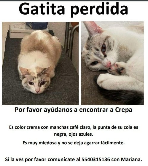 prjaneiro's tweet photo. Se extravío esta gatita hoy en la madrugada en la @LaRomaDF , entre calles de Jalapa y Chihuahua, si alguien la ve favor de avisar al número de la imagen. https://t.co/ZbxyxDJ6q6