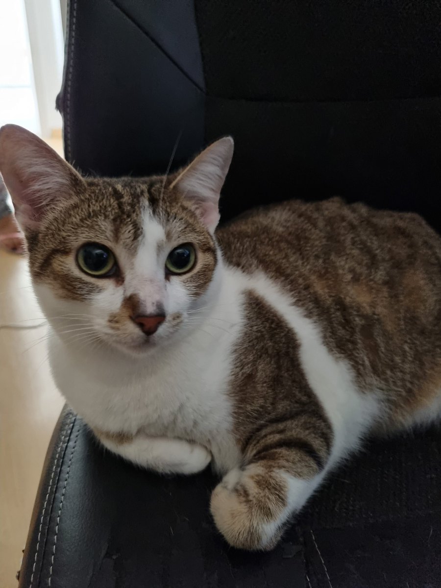 mosezinn's tweet photo. Pessoal se vcs souberem de algum lugar que esteja doando ou onde posso adotar um gatinho filhote?

Depois que o irmão fugiu ela anda bem triste e não ta se alimentando direito, e fica seguindo a gente o tempo td. Como as vezes a gente precisa sair não queremos deixar ela sozinha+ https://t.co/eMh4KSmleB