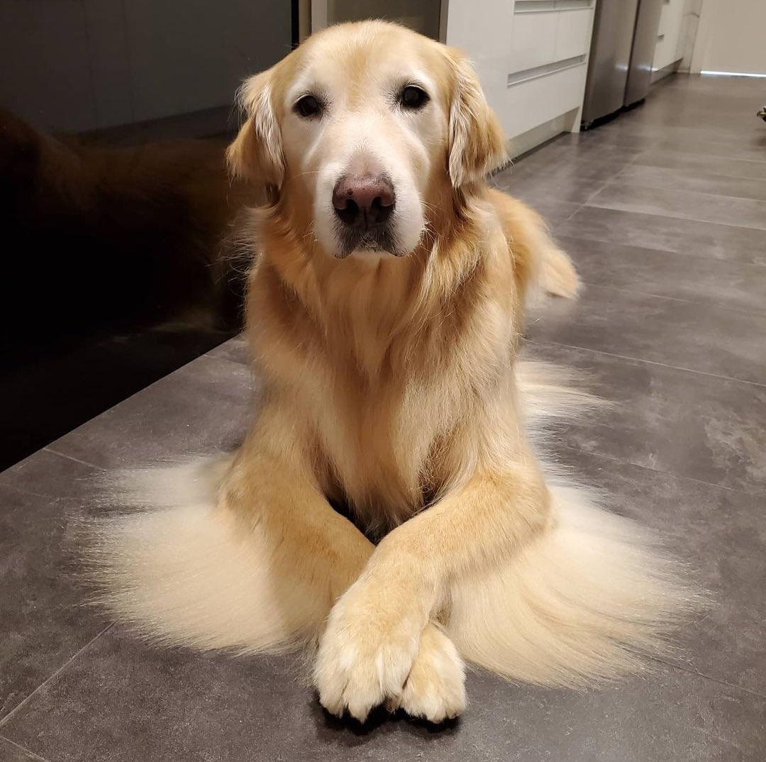 We only rate dogs. This is clearly an angel that came down from heaven and got their wings blow-dried. While he is the most well-conditioned angel we have ever seen, please only send dogs. Thank you... 13/10